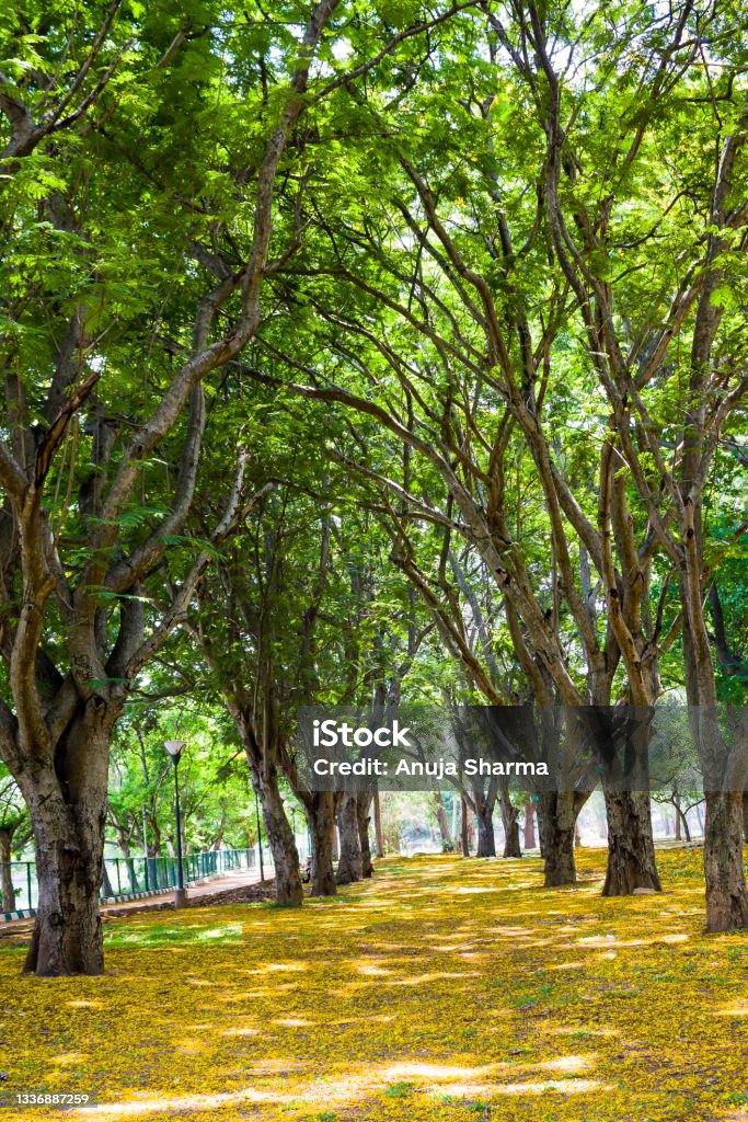 Lalbagh Botanical Garden Bangalore: A Personal Travel Story